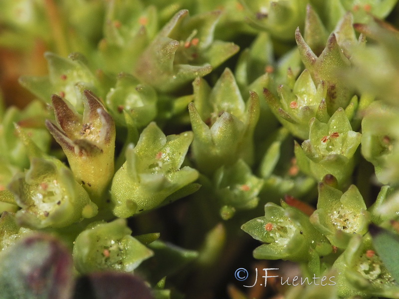 Scleranthus annuus polycarpos.06