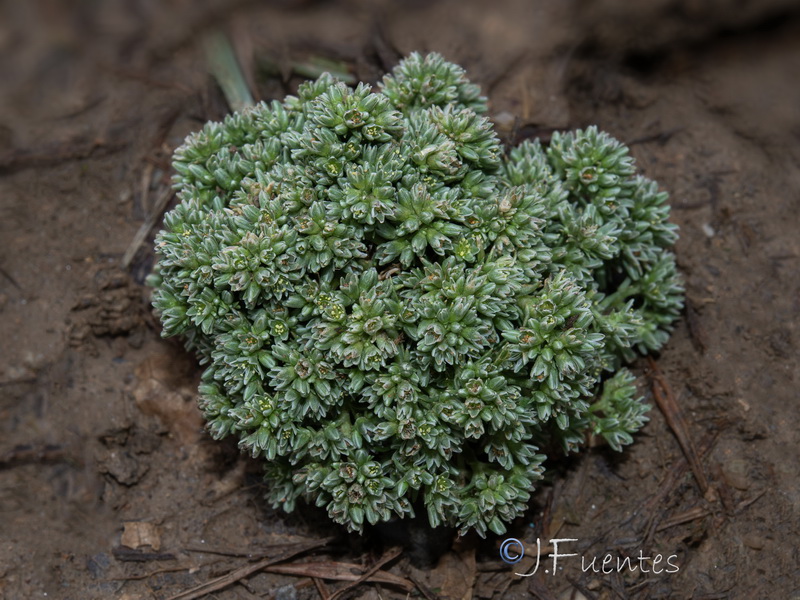 Scleranthus polycnemoides.01