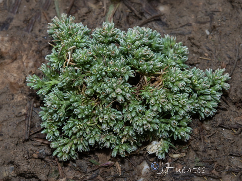 Scleranthus polycnemoides.02