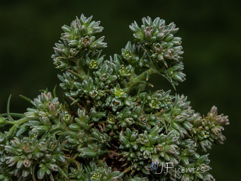 Scleranthus polycnemoides.03