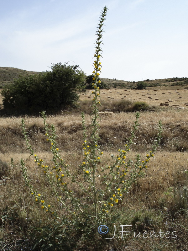 Scolymus hispanicus.02