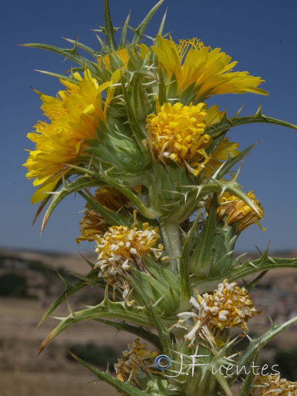 Scolymus hispanicus.04