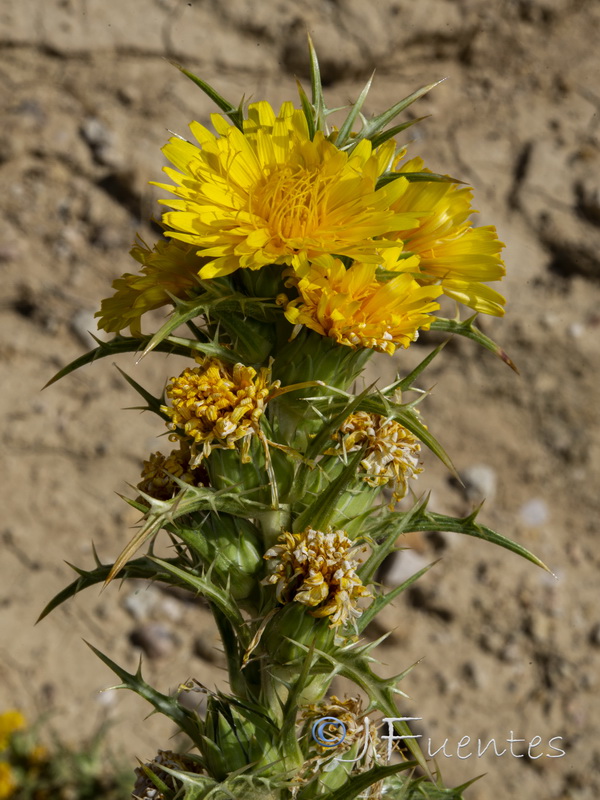 Scolymus hispanicus.05