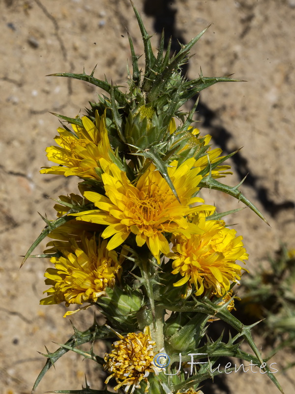 Scolymus hispanicus.06