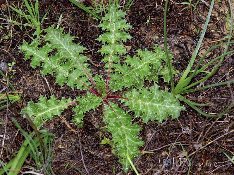 Scolymus hispanicus.08