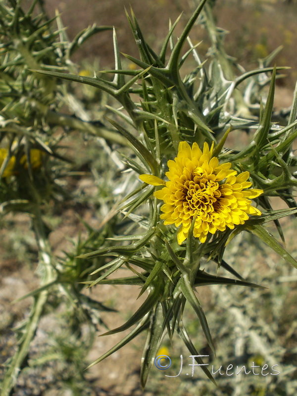 Scolymus maculatus.04