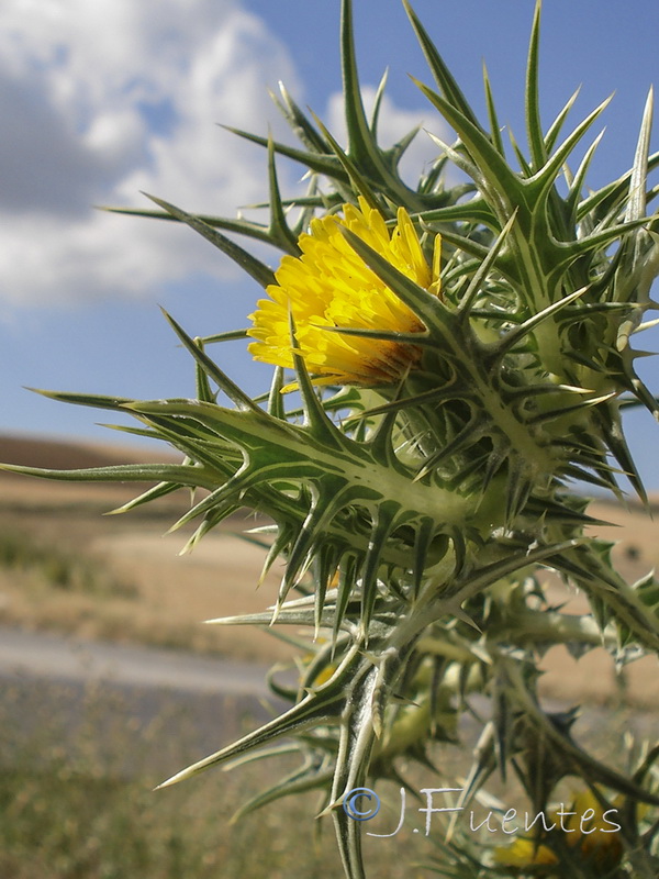 Scolymus maculatus.07