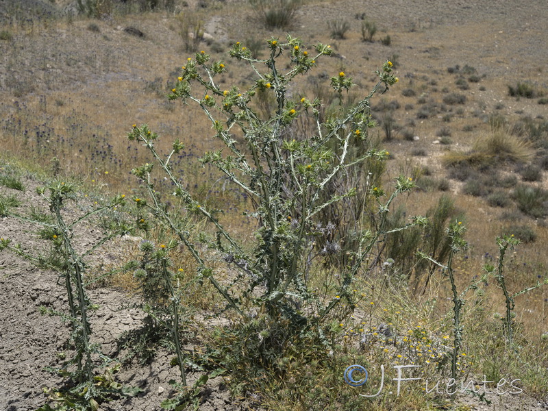 Scolymus maculatus.03