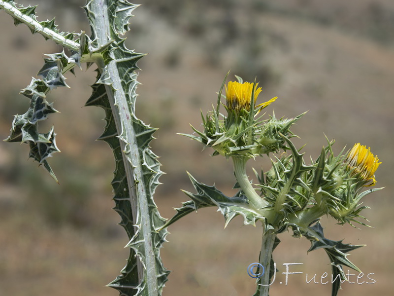 Scolymus maculatus.11