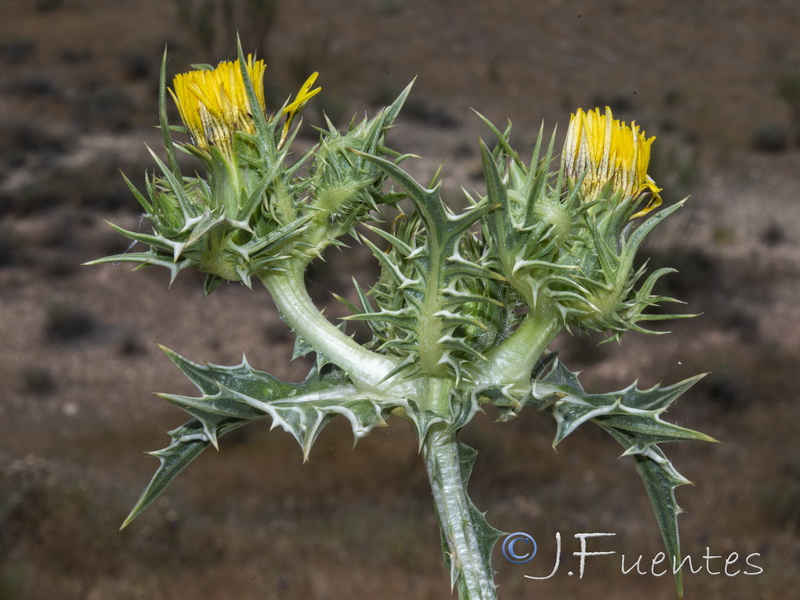 Scolymus maculatus.05