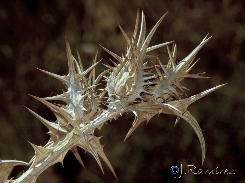 Scolymus maculatus.15