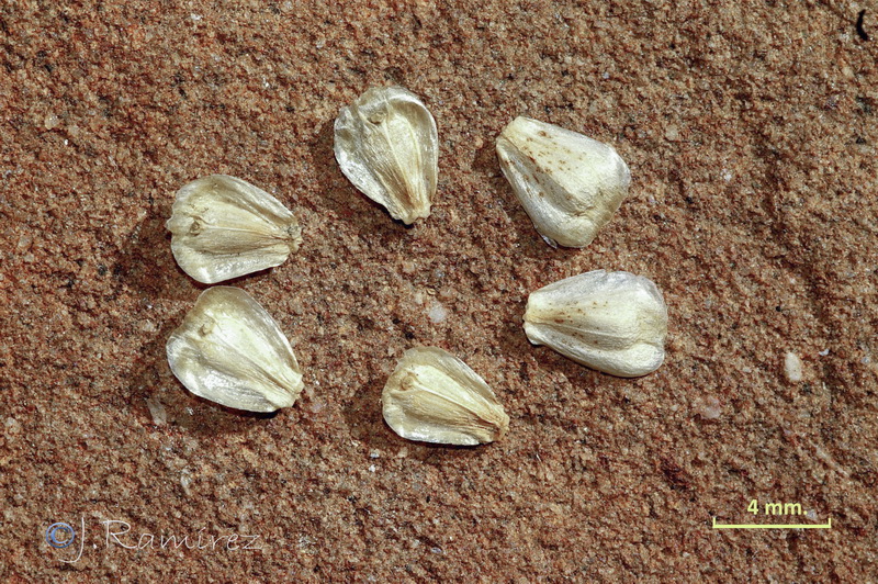 Scolymus maculatus.16