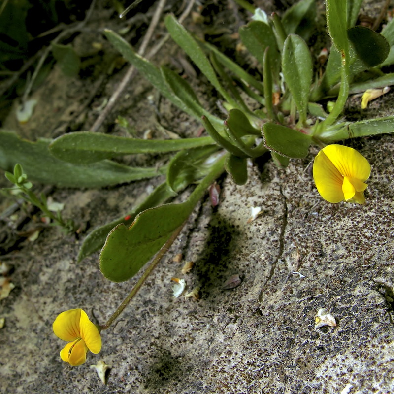 Scorpiurus muricatus.01