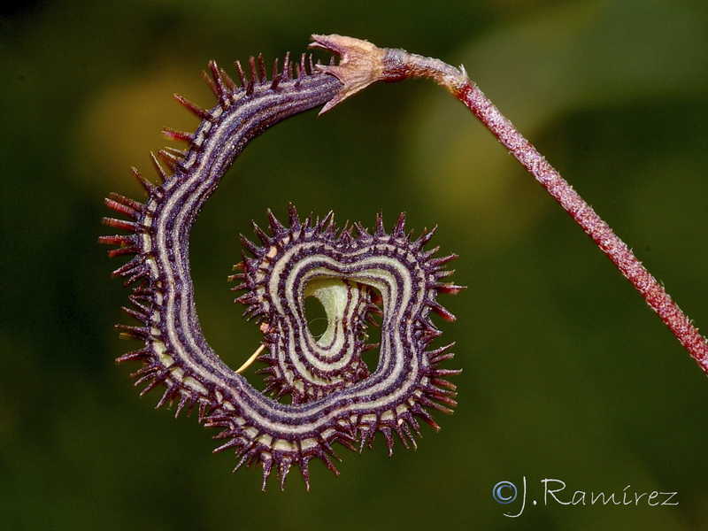 Scorpiurus muricatus.06