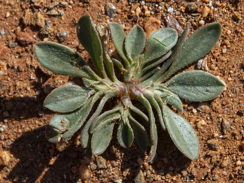 Scorpiurus muricatus.10