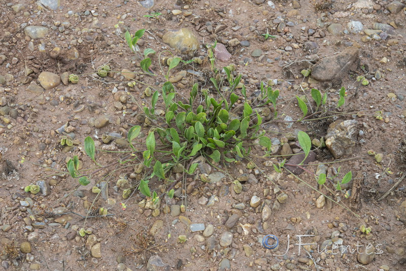 Scorpiurus vermiculatus.01