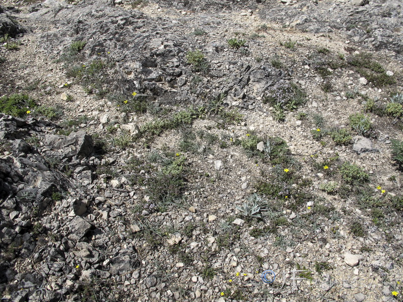 Scorzonera albicans.01