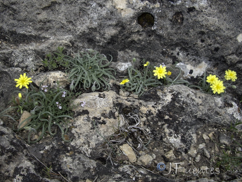 Scorzonera albicans.02