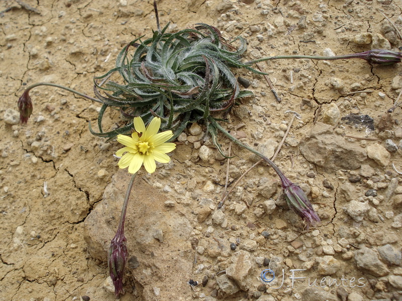 Scorzonera albicans.04
