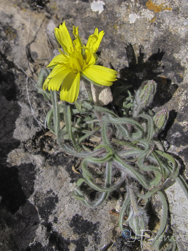 Scorzonera albicans.05