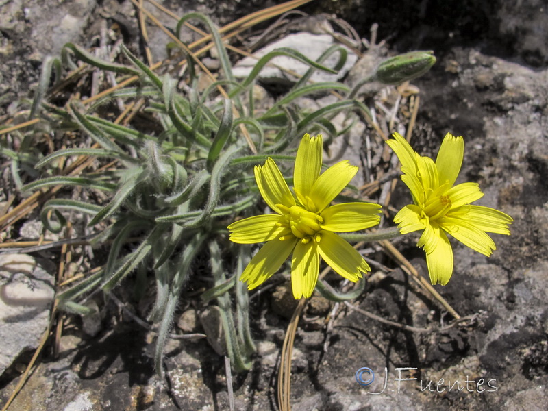 Scorzonera albicans.08