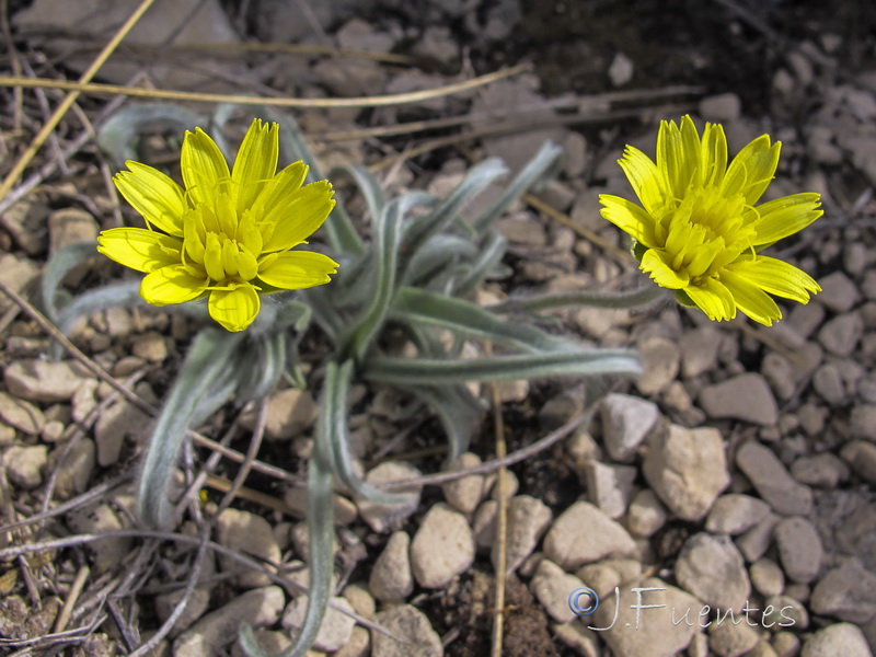 Scorzonera albicans.10