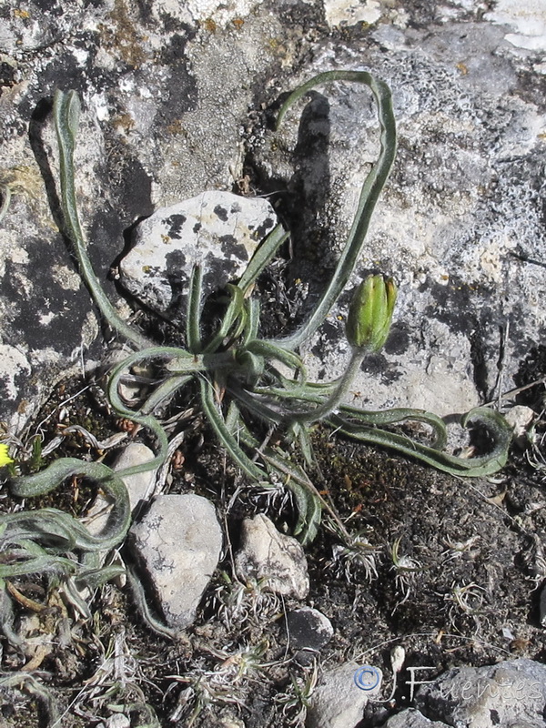 Scorzonera albicans.11
