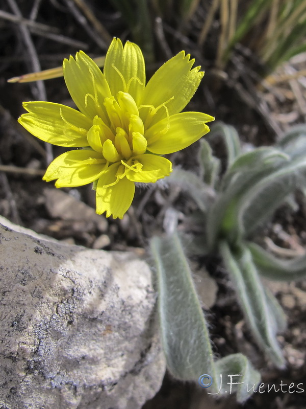 Scorzonera albicans.12