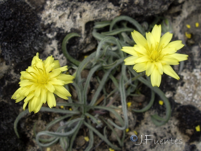 Scorzonera albicans.13