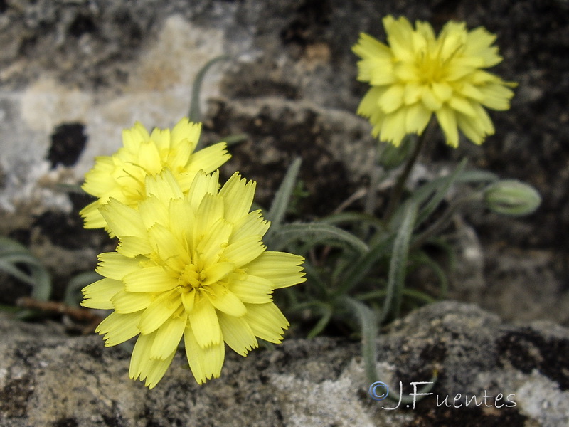 Scorzonera albicans.14