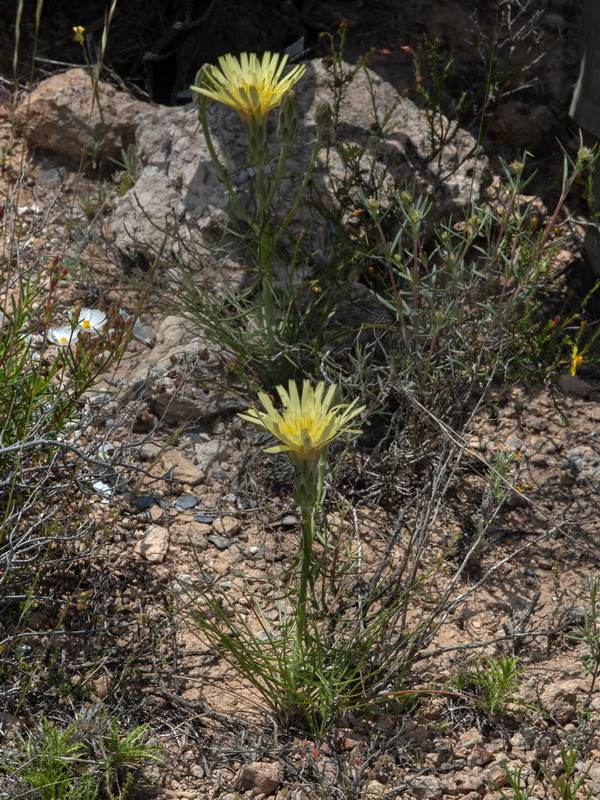 Scorzonera angustifolia.01