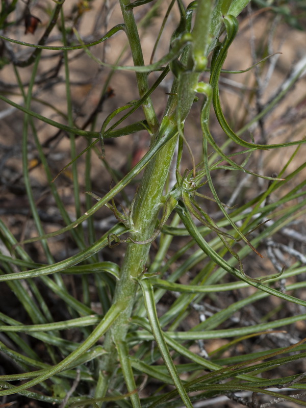 Scorzonera angustifolia.04