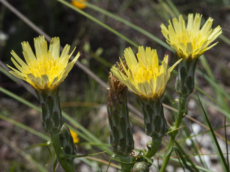 Scorzonera angustifolia.05