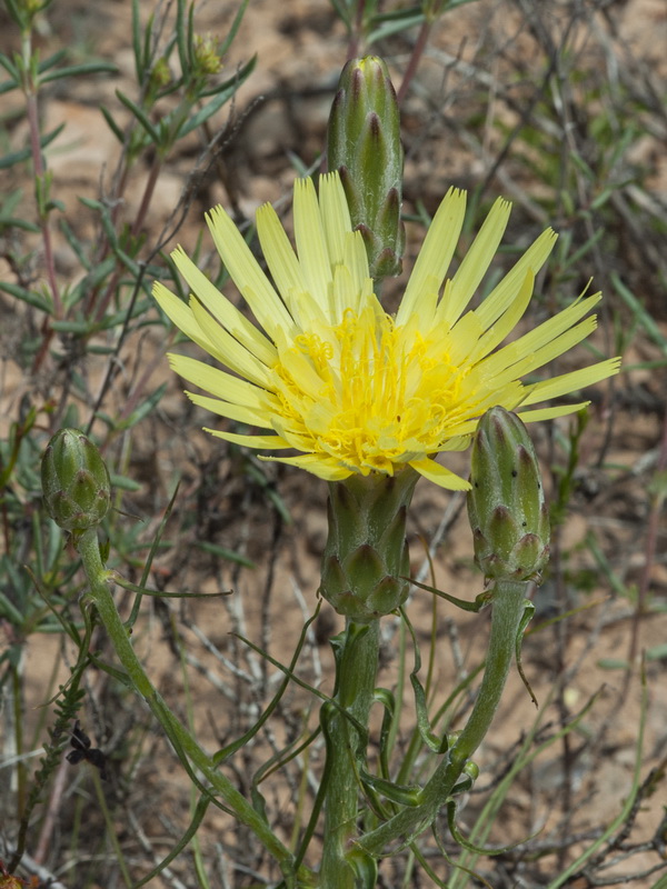 Scorzonera angustifolia.06