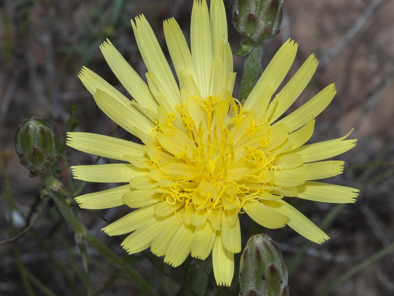 Scorzonera angustifolia.07