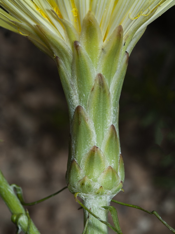 Scorzonera angustifolia.08