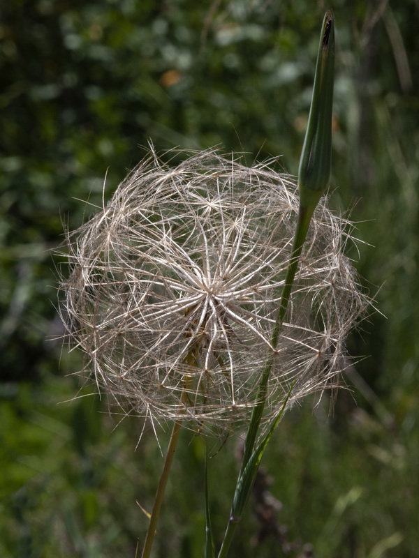 Scorzonera angustifolia.10