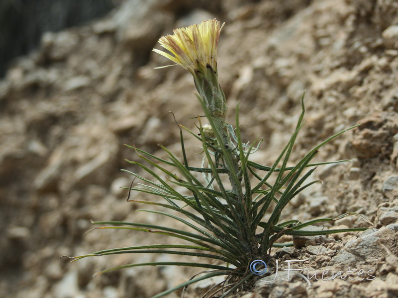 Scorzonera angustifolia.11