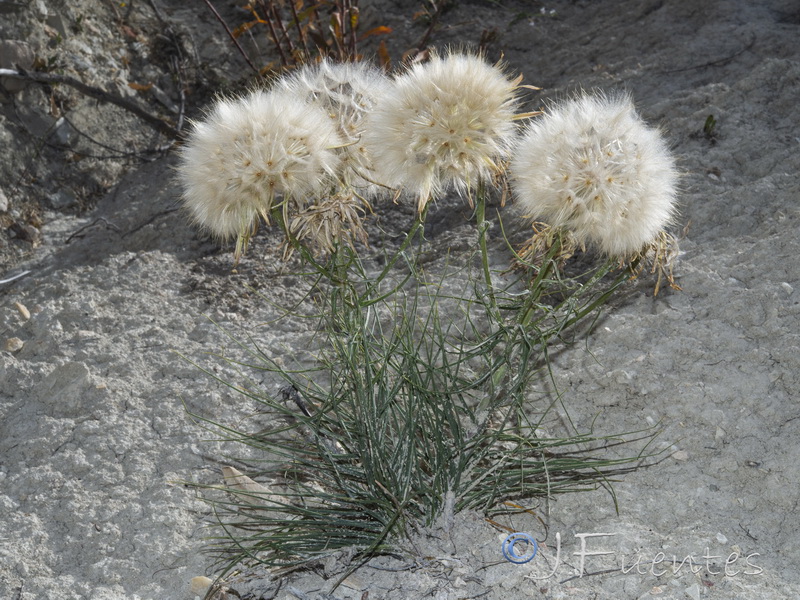 Scorzonera angustifolia.12