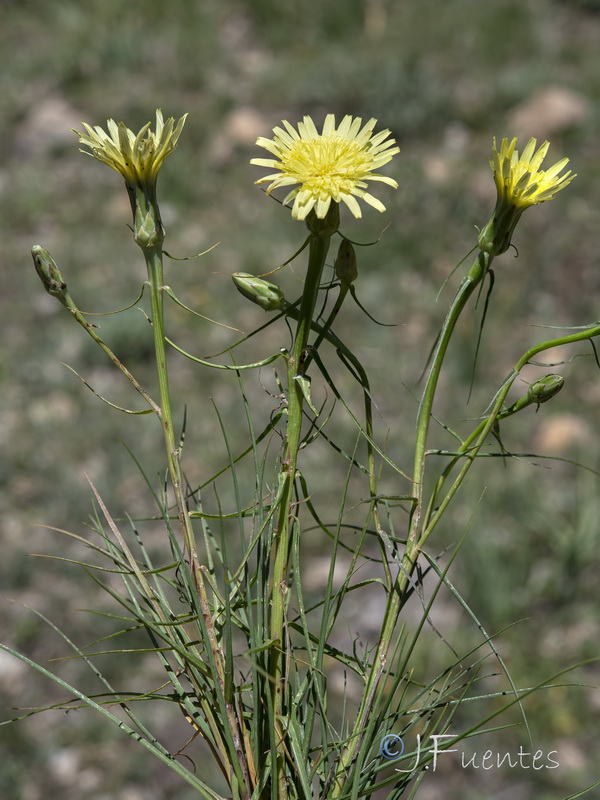 Scorzonera angustifolia.14