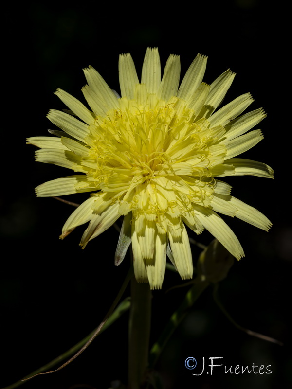 Scorzonera angustifolia.07