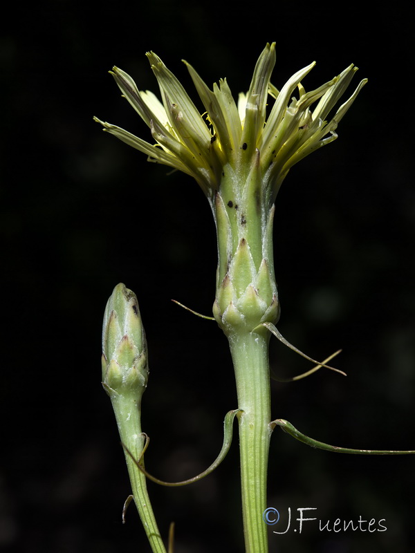 Scorzonera angustifolia.16