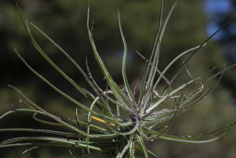 Scorzonera angustifolia.17