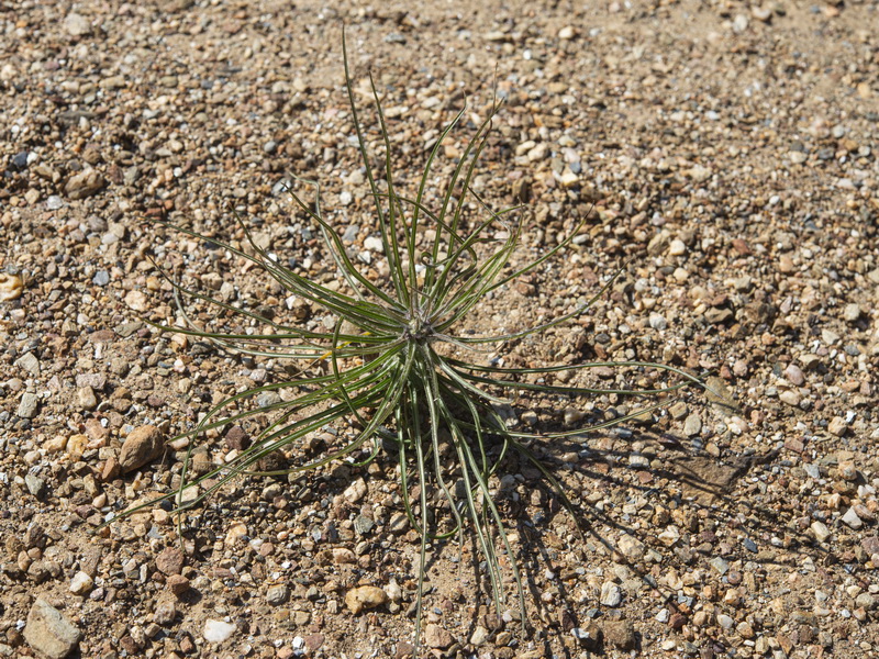 Scorzonera angustifolia.04
