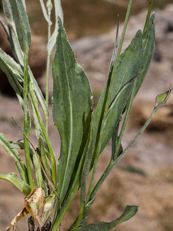 Scorzonera hispanica.06