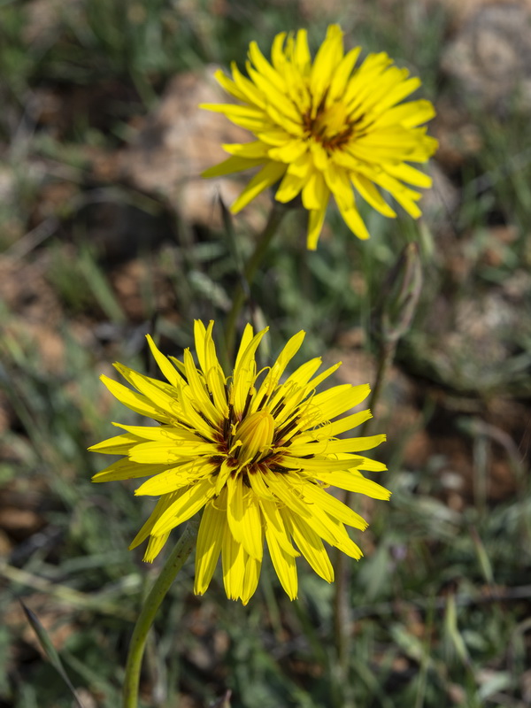 Scorzonera hispanica.08