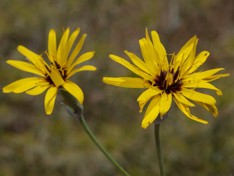 Scorzonera hispanica.10