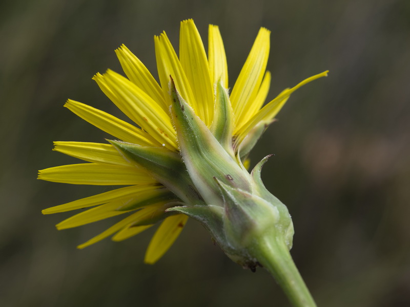 Scorzonera hispanica.12