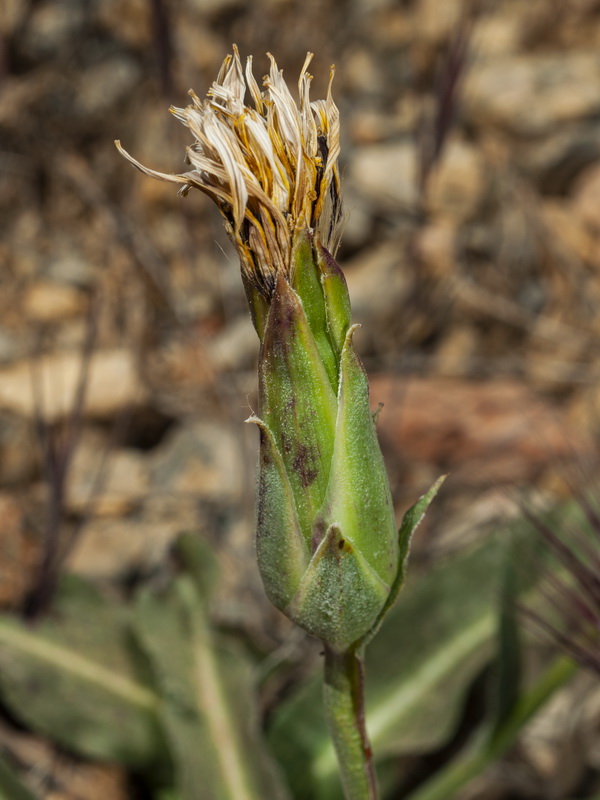 Scorzonera hispanica.15