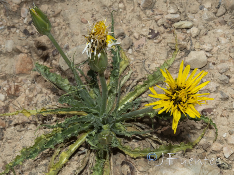 Scorzonera hispanica.18